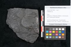 Foto (Objekt + Etikett) von Callipteris sp.  (NHMW-GEO-2024-0188-10925)